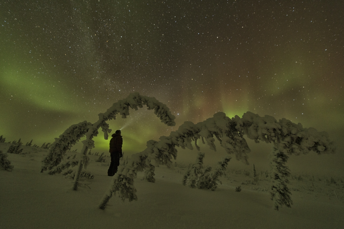 aurora borealis and snow-laden spruce