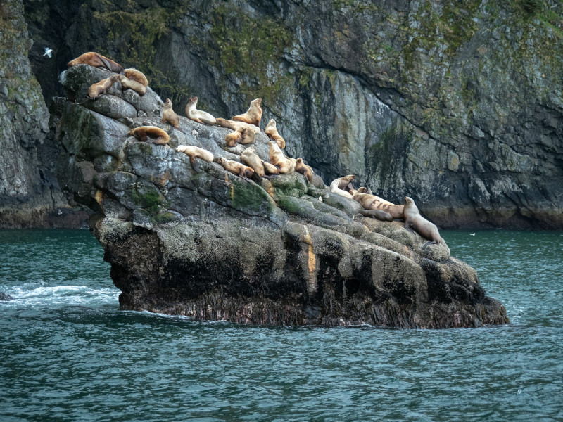 CEL_Alaska_Sea_Lions_1 (1)