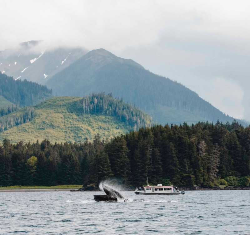 CEL_Alaska_Whale_Watching_Tour_1