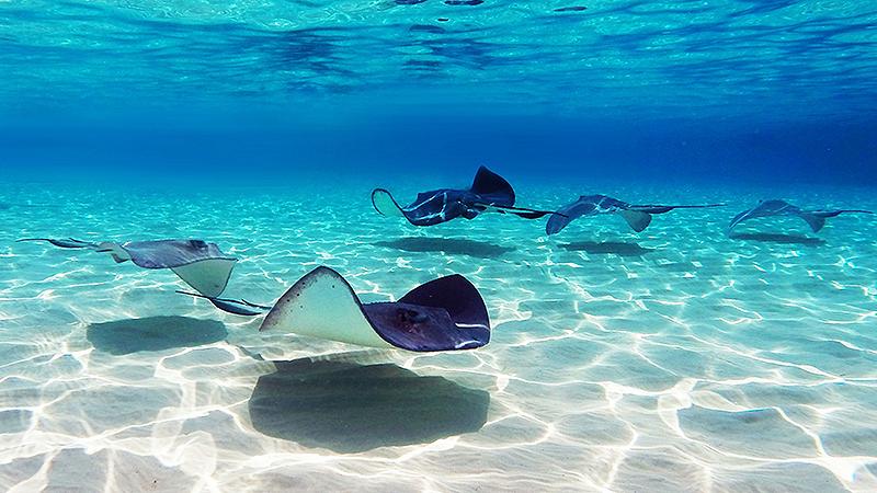 george-town-grand-cayman-stingray-city