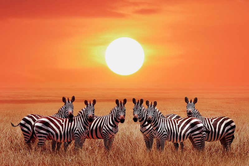Safaris en Afrique avec Tours Chanteclerc