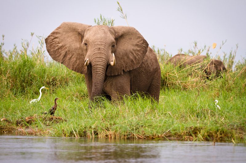 Safaris en Afrique avec Tours Chanteclerc