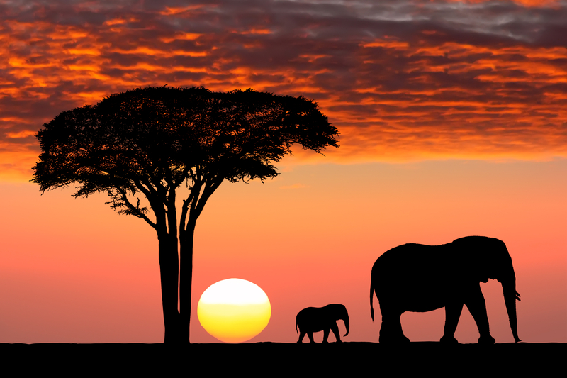 Safaris en Afrique avec Tours Chanteclerc : votre rêve plus près que vous ne le pensez !