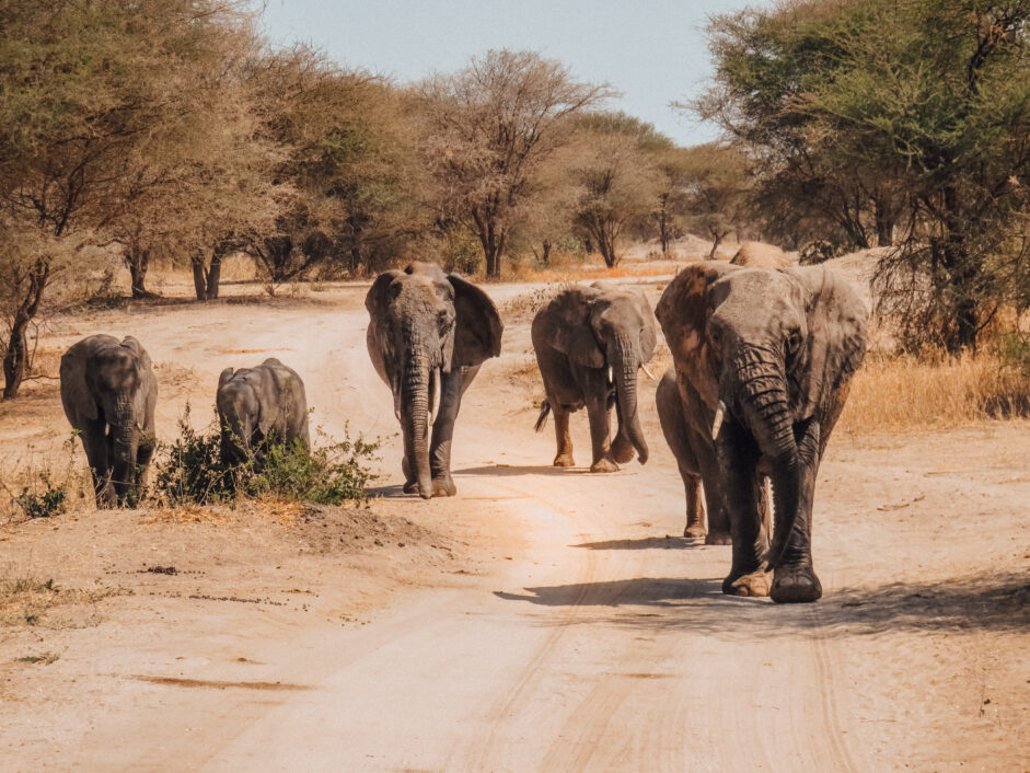 Protégé : La Tanzanie : une destination de voyage inoubliable