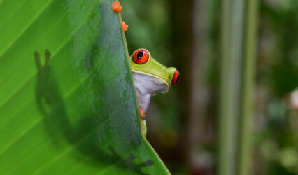 vol direct Québec Costa Rica