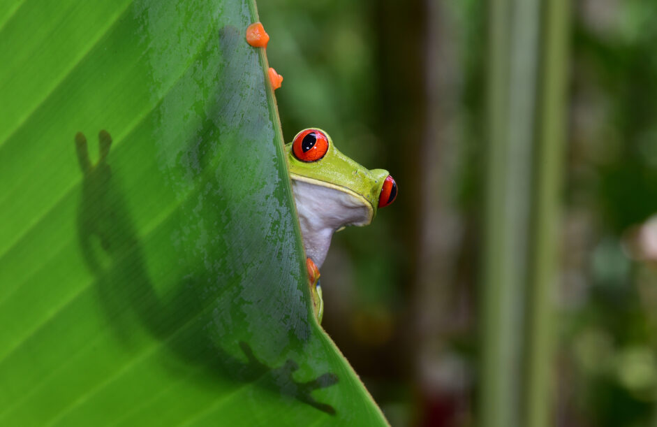 Le Costa Rica, sans passer par Montréal